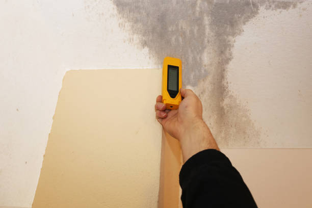 Mold Documentation for Insurance Claims