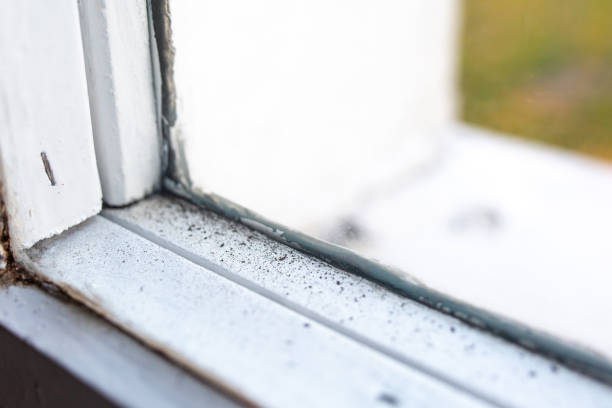 Best Mold Documentation for Insurance Claims  in Farmville, NC