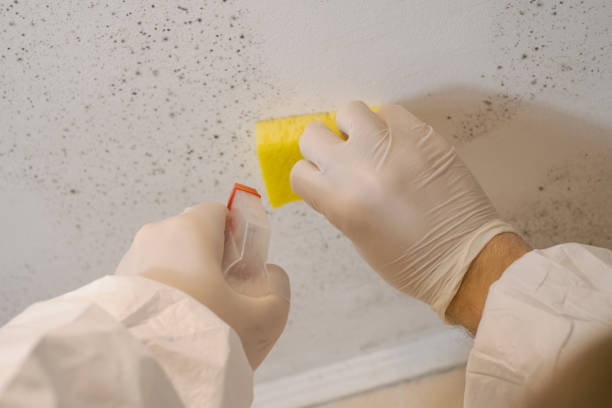 Best Basement Mold Removal  in Farmville, NC